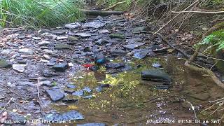 Common grackle searching for food in stream on PA Wildlife Cam 1 7132024 [upl. by Eelyr]