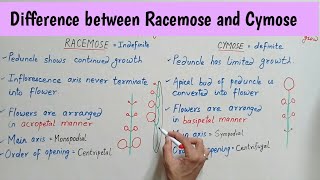 Difference between Racemose and Cymose Inflorescence  Racemose Vs Cymose Inflorescence Bilingual [upl. by Cohberg]