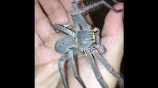 Fearless Australian Woman Loves Her Pet Huntsman Spider Smuk [upl. by Nagek]