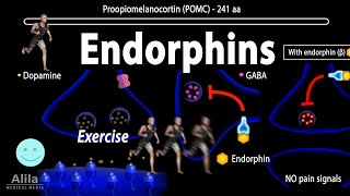 Endorphins Mechanisms of Action Animation [upl. by Putnem701]