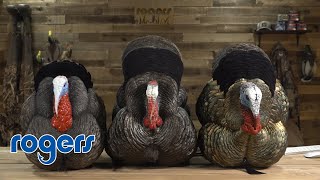 Strutting Turkey Decoy Comparison [upl. by Blaire]