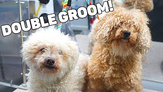 2 EXTREMELY Matted Dogs GET A Makeover [upl. by Boykins]