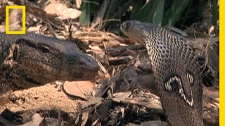 Cobra vs Monitor Lizard  National Geographic [upl. by Lat]