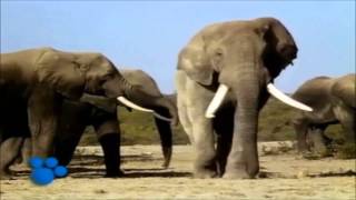 African Elephants  the Biggest Animal in Africa  part 1 [upl. by Velasco661]