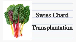 Swiss Chard Transplantation [upl. by Rubin]