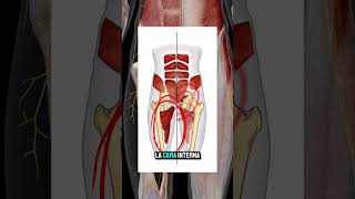 ❗️ALIVIA EL DOLOR DE PUBALGIA❗️ejercicio fisio anatomia pubis aductores abdominales abductor [upl. by Ulberto]