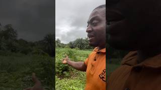 my agric Farm look good viralvideo [upl. by Asum881]