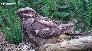 Nightjars Nesting in Gloucestershires Reserves [upl. by Nbi654]