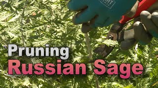 Tame Russian Sage – Trim Back Vigorous Growth [upl. by Washko]