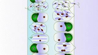 Life Cycle of Ulva [upl. by Edwin840]