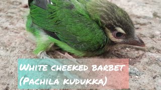 White cheeked barbet or small cheek barbetPachila Kudukka [upl. by Michel862]