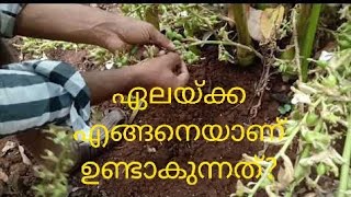 1 Cardamom Cultivation Explained  Malayalam [upl. by Aihsekan987]