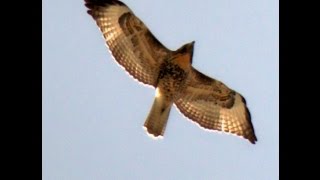 Red Tail Hawk Screeching in Flight High Above Me [upl. by Anileva10]