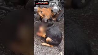 இரு சக்கர வேகத்தடை கம்பியில் சிக்கிய நாய் 😰😰😰😰 Rescue dog 🐕🐕🐕🐕 [upl. by Novaat]