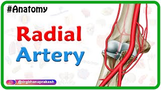 Radial artery Anatomy Animation  Course﻿ Branches ﻿Clinical aspects  Usmle review [upl. by Llednik]