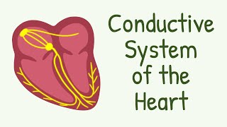 Conductive System of The Heart  AV Node Bundle of His Purkinje Fibers [upl. by Eiduj]