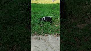 Vilfrid en harnais et laisse animaux cochon nature bebe mignons drole love pig piggy [upl. by Enyehc]