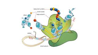 Proteínas  BIOQUÍMICA Estructuras proteicas y aminoácidos [upl. by Aaren]