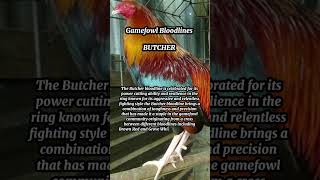 Gamefowl Bloodlines Butcher [upl. by Eloccin403]