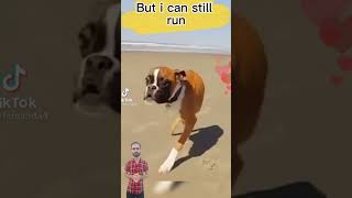 Dog Lost His Legs But Still Full Of Life  Dog Rehabilitation puppy rescueddog shelterdog [upl. by Notle]