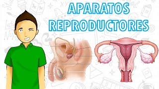 APARATOS REPRODUCTORES Para todos [upl. by Oppen696]