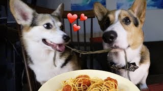 Real Life Romantic PUPPY Date from Lady and the Tramp [upl. by Mersey796]