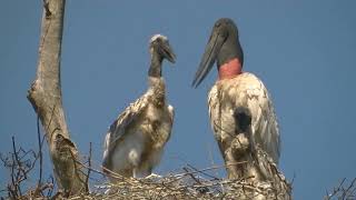 Yabirú Jabiru mycteria Biología Santa Fe Argentina 2024 [upl. by Amaleta742]