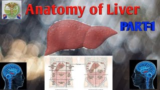 Anatomy of liver part1 easy explain by Adnan Khan Introduction and external features of Liver [upl. by Eralc]