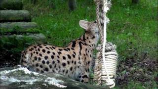 serval enrichment [upl. by Tarabar]