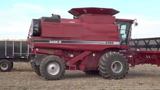 Case IH 2388 Combine Soybean Harvest [upl. by Balbinder]