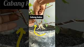 Pemula wajib tau Mengenal gerak dasar bonsai informal bonsai bonsaiindonesia shorts trending [upl. by Htebharas]