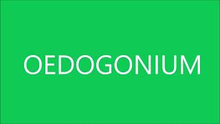 Oedogonium [upl. by Quinton]