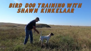 BIRD DOG TRAINING WITH SHAWN KINKELAAR EPISODE 1 [upl. by Nivri]