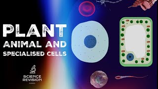 GCSE Science Biology 91  Plant and Animal Cells  Cell Specialisation [upl. by Gilcrest579]