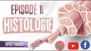 Episode 2 histologieLe tissu conjonctif [upl. by Ok448]