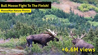 Alaska Bull Moose Fight To The Finish [upl. by Casanova]