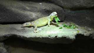 Uromastyx thomasi eating [upl. by Blossom616]