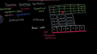 The HPV Entry Mechanism Part 1 [upl. by Airec979]