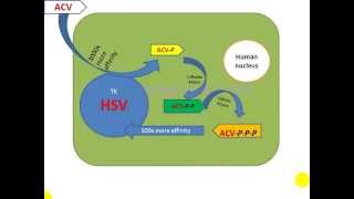 Mechanism of Acyclovir Brand Acerux Bangladesh [upl. by Bean]