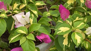 Rare Bougainvilleas bougainvillea [upl. by Hras]