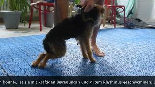 Hunde mit Lähmungen im Kynofit Physiotherapie für Hunde [upl. by Portwin]