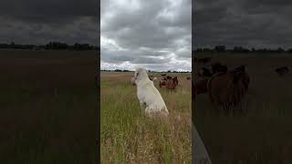 Akbash dog watching over the goats livestockguardiandog farming [upl. by Hellman]