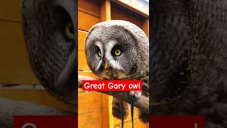 The Great amp giant Gray owl owl shortvideo shorts youtubeshorts [upl. by Utas]