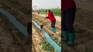 Laying and use process of biodegradable disposable agricultural irrigation hoses [upl. by Truelove]