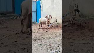 mashaallah heavy vilayati sheep sheep [upl. by Marybelle]