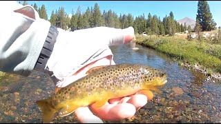 Fly Fishing on the Tuolumne River  Yosemite [upl. by Aiuoqes]