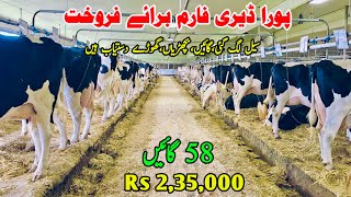 Cows Sale In Punjab  Pregnant Heifers  Small Heifers  Khangar Cow  HF Breed Cow [upl. by Aneert11]