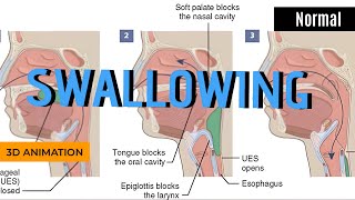 Normal swallowing process Animation [upl. by Osman]