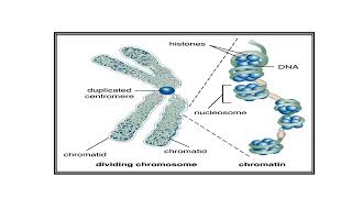 Chromosomes Video No 494 [upl. by Airdnahc]