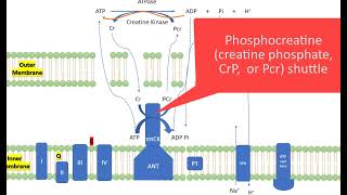 KINS 379 Phosphagen system is not just for high intense exercise [upl. by Pachston]